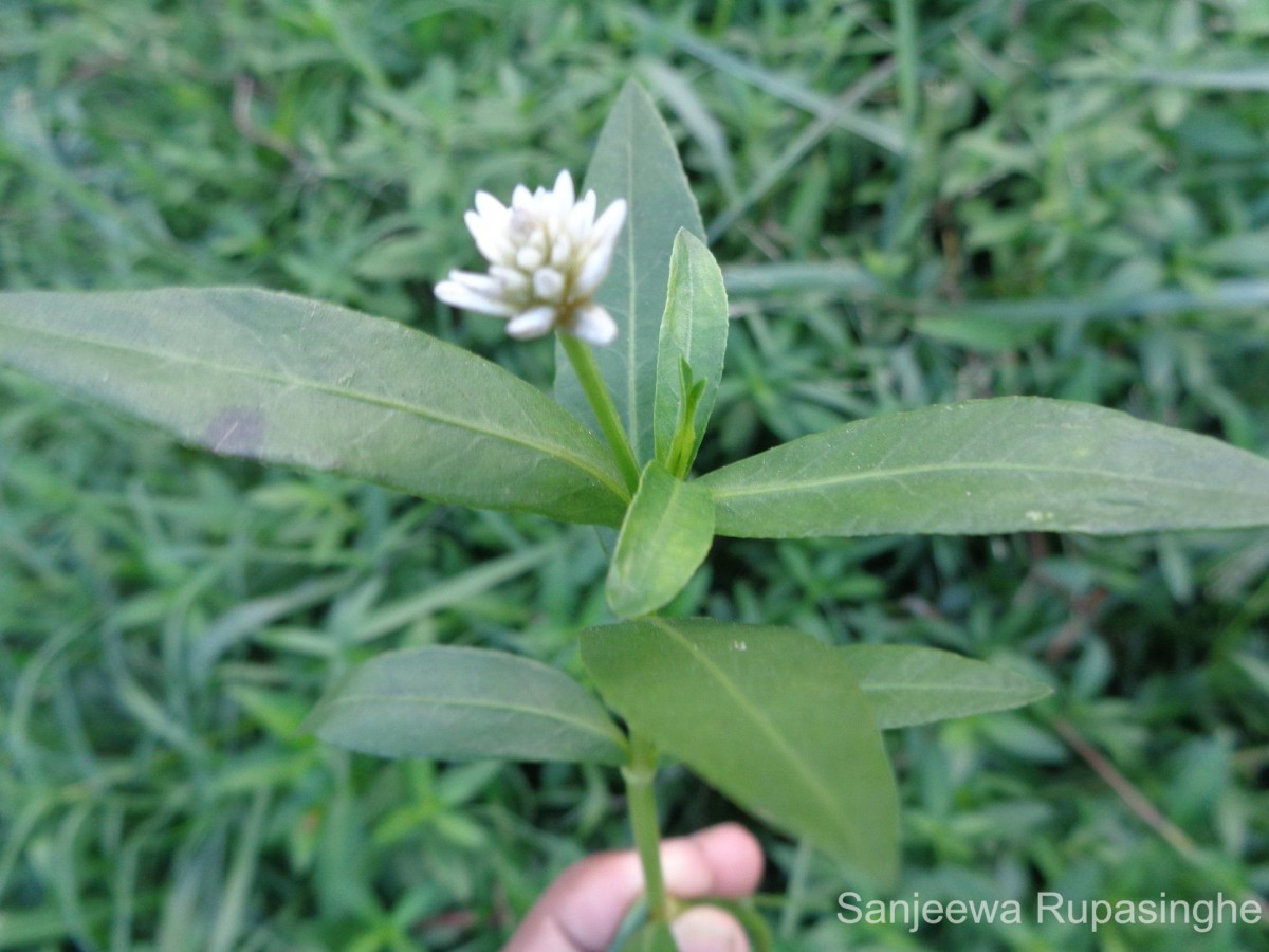 Alternanthera philoxeroides (Mart.) Griseb.